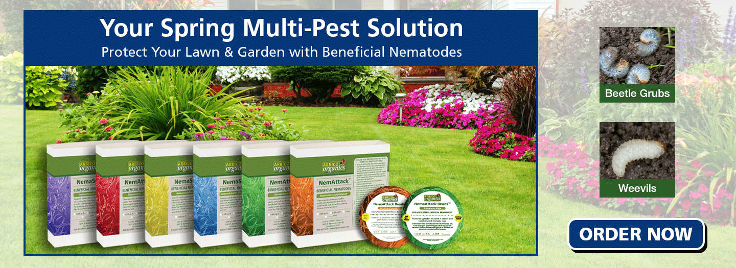 Spring Beneficial Nematodes