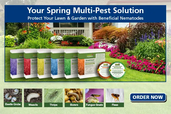 Spring Beneficial Nematodes