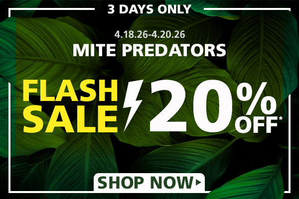 Mite Predator Flash Sale