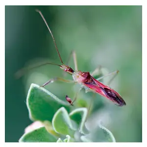ARBICO Organics&reg; Assassin Bugs