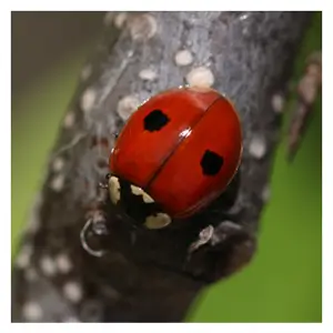 Two-Spotted Ladybugs