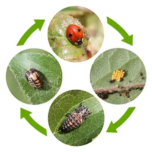 Lifecycle