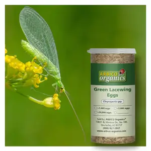 Green Lacewing Eggs Green Lacewing Eggs