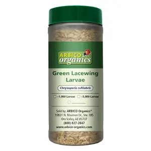 Green Lacewing Larvae