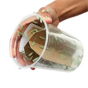 Green Lacewing Adults