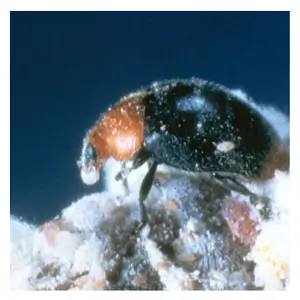 Mealybug Destroyer, <i>Cryptolaemus montrouzieri</i>