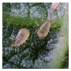 Amblyseius cucumeris
