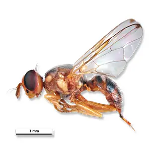 Scentry Lures - Olive Fruit Fly 