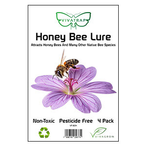 Honey Bee Lure