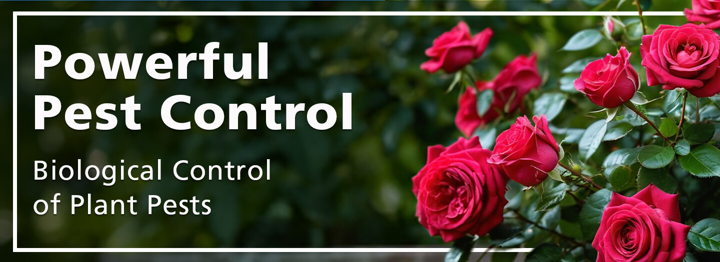 Biological Control of Plant Pests