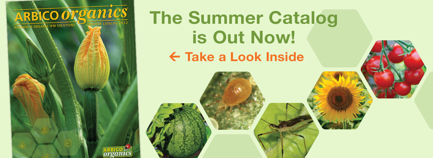 Summer Catalog