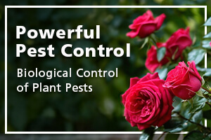 Biological Control of Plant Pests