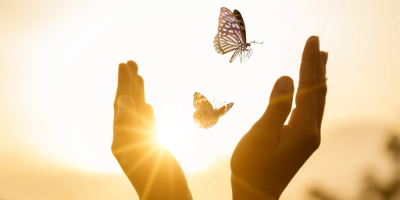 The Spiritual Messages of Insects