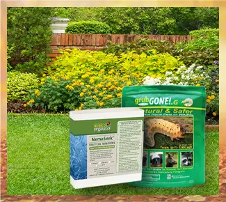 Grub and Beetle Control
