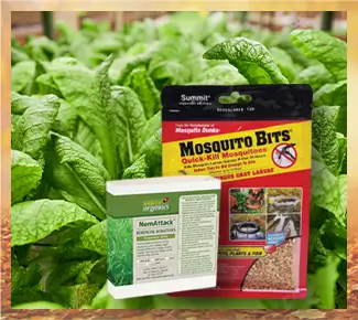Fungus Gnat Control