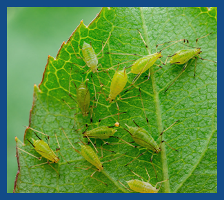 Aphid Control