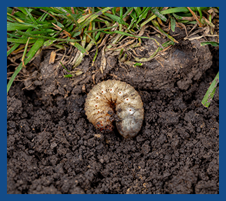 Grub & Beetle Control