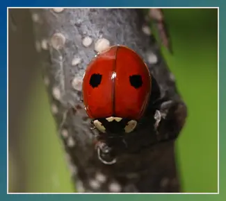 Beneficial Insects