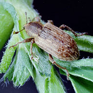 Alfalfa Weevils