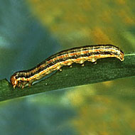 Armyworm Control