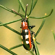 Asparagus Beetle Control