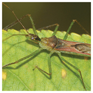 Leafhopper Assassin Bug