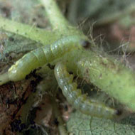 Beet Armyworms
