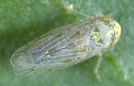 Beet Leafhopper Control