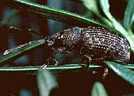 Black Vine Weevil - Root Weevils
