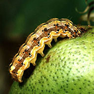 Bollworm Control