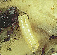 Cabbage Root Maggot Control