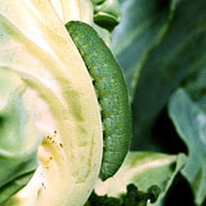 Cabbage Worm Control