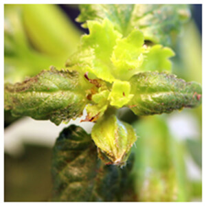 Broad Mites & Cyclamen Mites