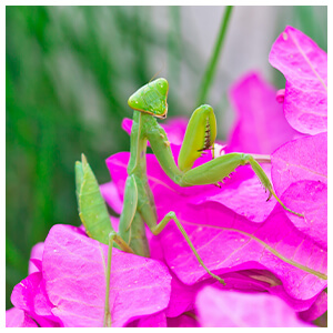 Praying Mantids