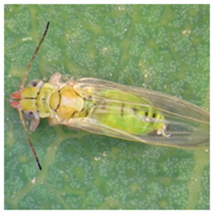 Psyllids