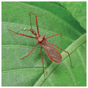 Assassin Bugs