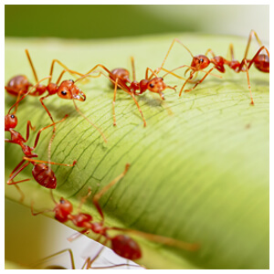 Fire Ants