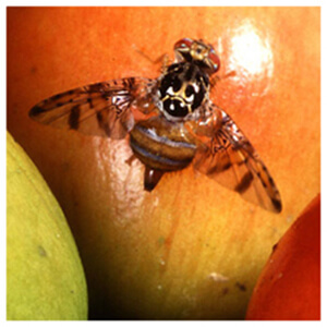 Fruit Fly Control