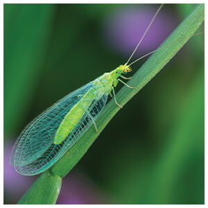 Green Lacewing