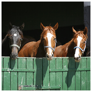 Horse & Livestock Pest Control