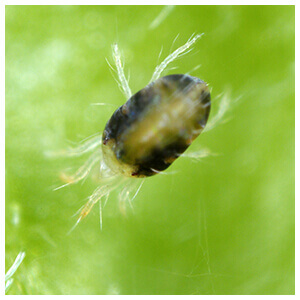 Two-Spotted Spider Mite