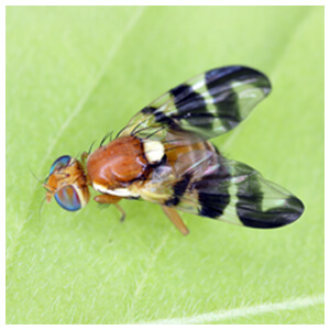 Walnut Husk Fly