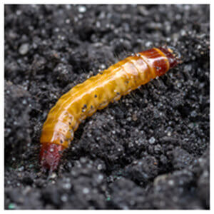 Wireworms and Click Beetles