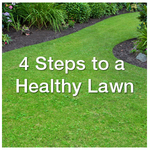 4 Steps to a Healthy Lawn