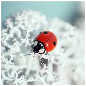 Ladybird Beetles
