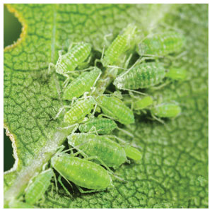 Pest Wizard | Green Sticky Traps, 4 Pack | ARBICO Organics