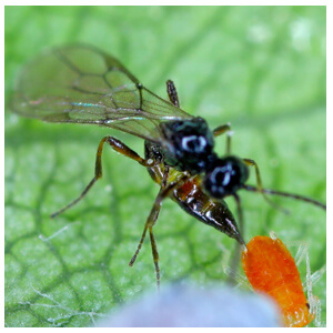 Beneficial Insects for Biological Pest Control