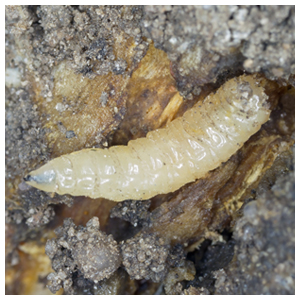 Cabbage Root Maggots