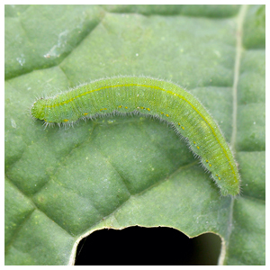Cabbage Worms