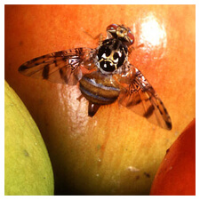 Fruit Fly Control